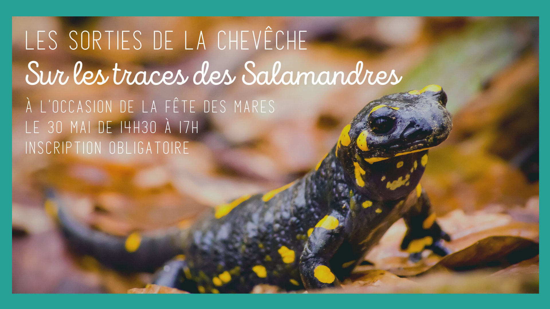 Salamandre tachetée - Notre Nature